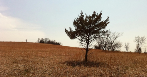 Discover Kansas's Best Fall Foliage at Cross Timbers