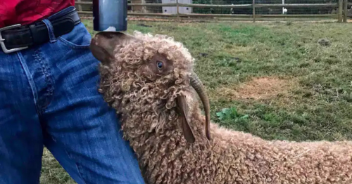 A fluffy brown Angora goat being bottle-fed by a person in jeans at a farm stay Airbnb.