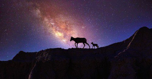 Two animals walking along a cliff with the Milky Way glowing in the night sky in South Dakota