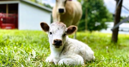 A mini cow sits in a grassy field on a farm in Kentucky