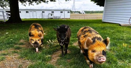 Two pigs and a goat on a historic farm in Kendallville, Indiana