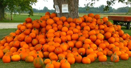 A pile of orange pumpkins surrounds the trunk of a large tree.