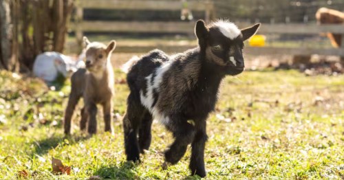 Two baby goats flock in a field at a four bedroom farm stay Airbnb in Garland County, Arkansas