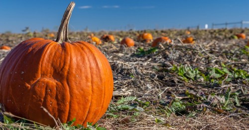 A pumpkin patch with numerous bright orange pumpkins scattered across a field under a blue sky.