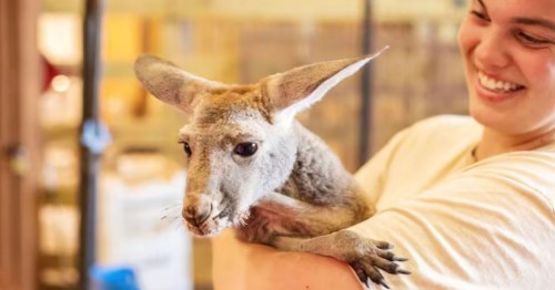 a young woman holds a baby kangaroo at an exotic animal farm with an airbnb in oklahoma