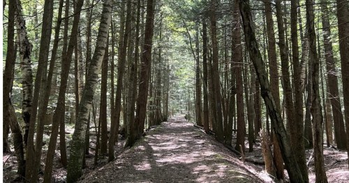 Towering trees on Lye Brook Falls Trail in Vermont