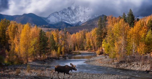 Bright yellow trees engolf the background as a snowcapped mountain peak peeks above it. A brown moose is also walking in the foreground in front of a small river.