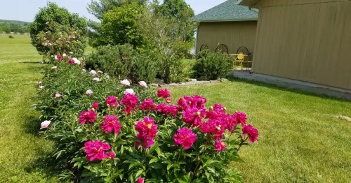 Bright pink peony flowers blooming next to green shrubs and a beige building on a sunny day.