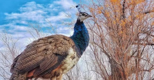 A peacock stands proud against a blue sky at the Nature Health Farms Petting Zoo and Alpaca Farm in Pahrump, Nevada