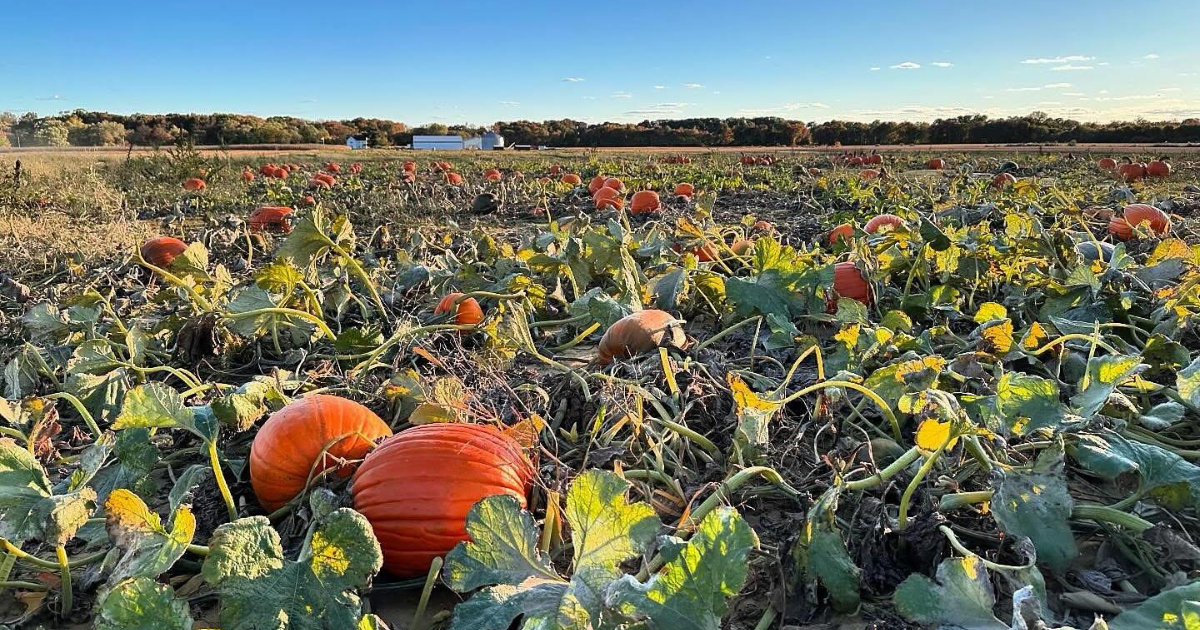 This New Jersey Pumpkin Patch Is the Ultimate Fall Destination