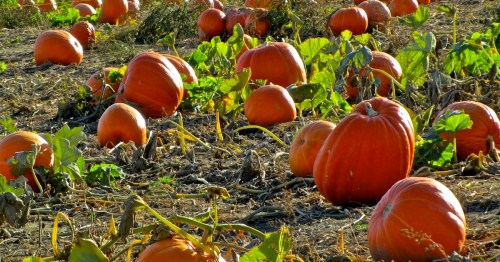 A pumpkin patch with numerous orange pumpkins under a clear blue sky.