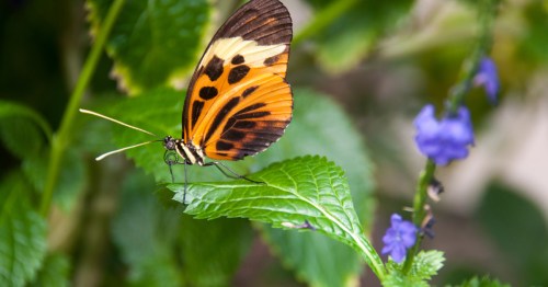 An orange and brown butterfly sitting on a bright green leaf.