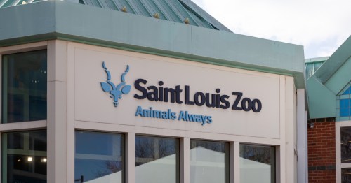 Saint Louis Zoo sign in black font on the side of an ivory building with a green roof. Beneath that is a light blue sign that reads "Animals Always" beside a matching gazelle image.