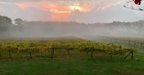 Misty sunrise over a vineyard with glowing orange clouds at a South Carolina wine country Airbnb.