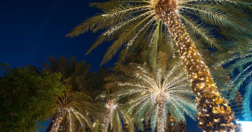 Palm trees wrapped in bright white Christmas lights