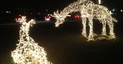 Christmas light displays in the shape of giraffes.