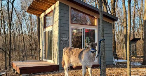 A calf standing in front of a wooden tiny home.