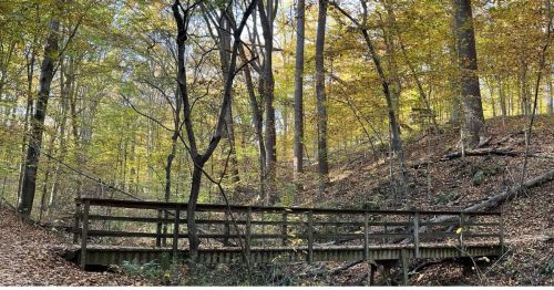 A wooden bridge in a forest with fall colors.