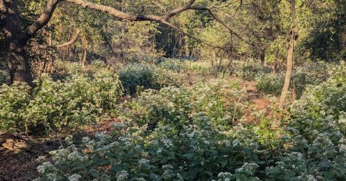 A close-up of greenery in a forest.