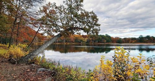 A fall scene with trees around a pond.
