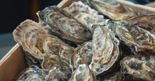 Close up of oysters