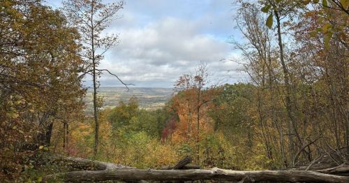 A colorful fall forest.