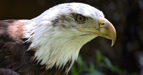 A heavily detailed image of a Bald Eagle's head