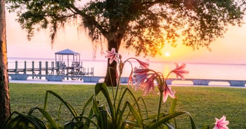 A pretty sunrise over the water in Bay St. Louis, MS, with pink flowers in the foreground and a dock in the background.