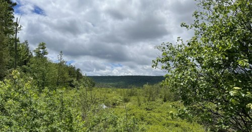 Bear Meadows Natural Area in Rothrock State Forest, PA