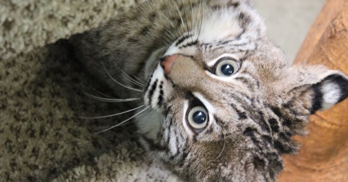 A grey and brown small bobcat looking up from a perch at the Lincoln Children's Zoo.