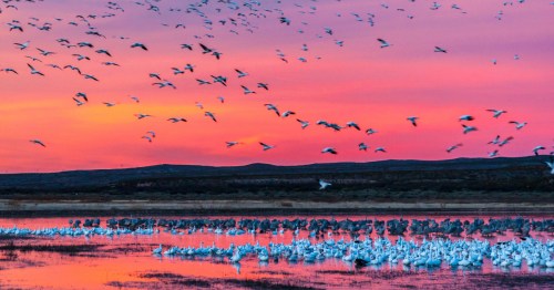 migratory birds on the water and in the sky at Bosque del Apache National Wildlife Refuge at sunset
