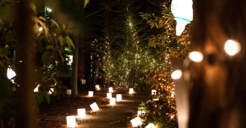 A softly lit forest pathway lined with glowing white lanterns and surrounded by trees wrapped in twinkling Christmas lights.