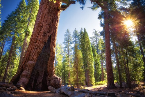 Massive green tall trees in the background with a giant brown sequoia trunk in the foreground.