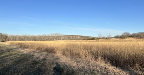Dried long prairie grasses with hills in the background.