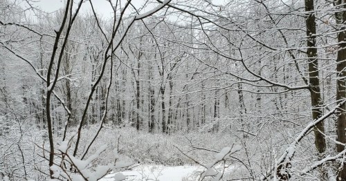 Bare, snow covered trees and ground at Highland Rec