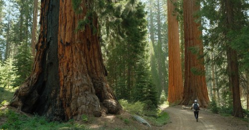 Green grass along the ground with massive brown tree trunks of the sequoias.