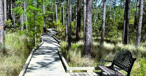 A bench sits along a boardwalk trail leading to a pine forest at Grand Bay National Wildlife Refuge in MS.