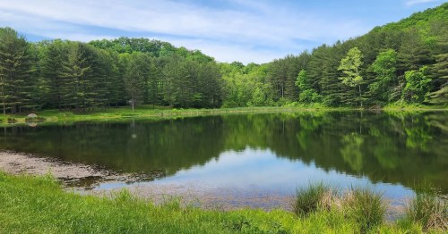 A clear pond surrounded by bright green grass and trees reflects the green color from the foliage; the sky overhead is clear and blue.