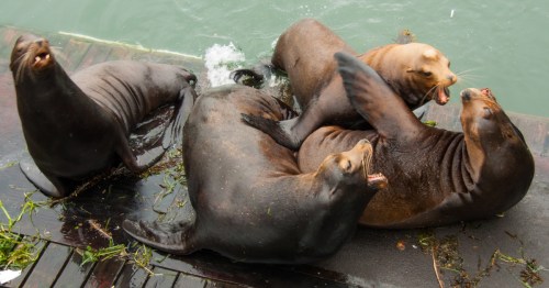Four sea lions tussle on the top of a wet deck near the ocean.