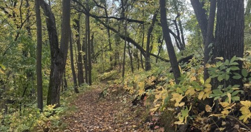 A shaded hiking path lined with fallen leaves and trees with light green and yellow undergrowth in a wooded ravine.