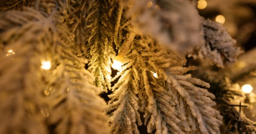 A close up of a white holiday light nestled in snow cocered pine branches.