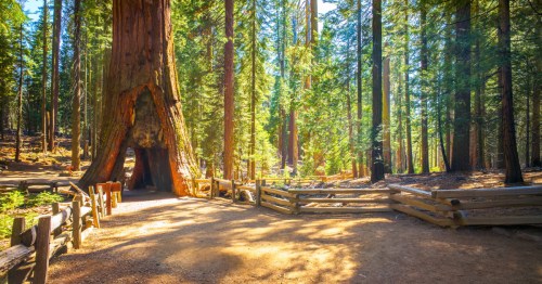 A tan gravel path leading to a brown sequioa trunk with large square walkway cut through it.