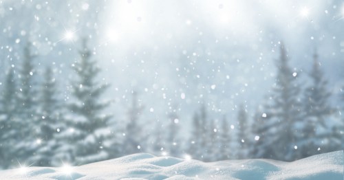 A snowy forest scene with spruce trees.