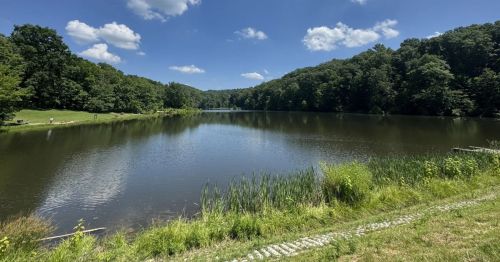 A lake at the edge of a forest.