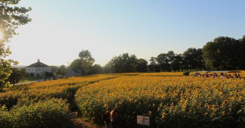 A sunflower field.