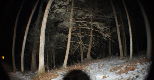 A fish lens view of a dark forest.