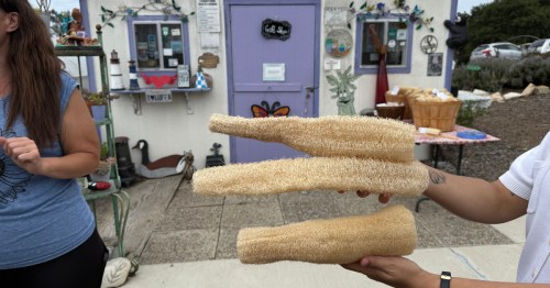 Loofas in their natural form at The Loofa Farm in Northern California