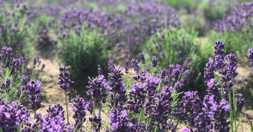 A lavender field.