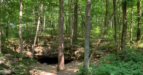 A green forest.