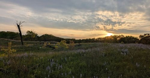 A sunset view of a field and forest.